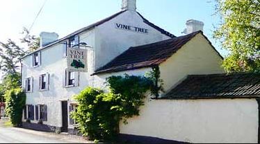 The Vine Tree - Norton