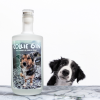 Collie puppy LR